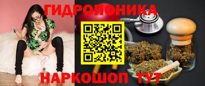 стафф Кингисепп